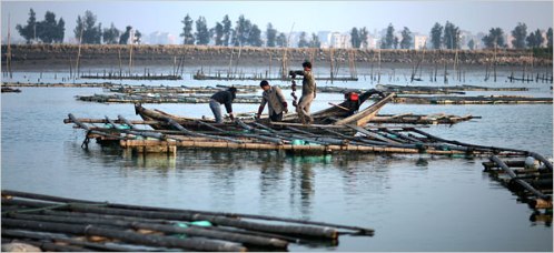 A fish farmer brought oysters to buyers in Yuxi, a town in Fuqing County, Fujian.