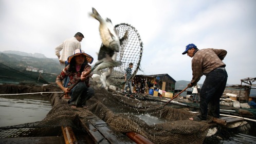 China is the biggest producer and exporter of seafood in the world, but contaminated water has created serious food safety and environmental problems.